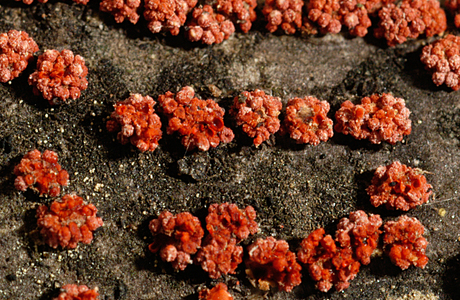 Zinnoberroter Pustelpilz (Nectria cinnabarina) - © Heinz Prelicz